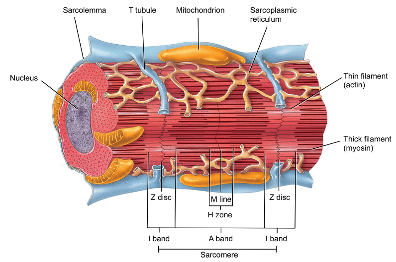 Mitochondria.
