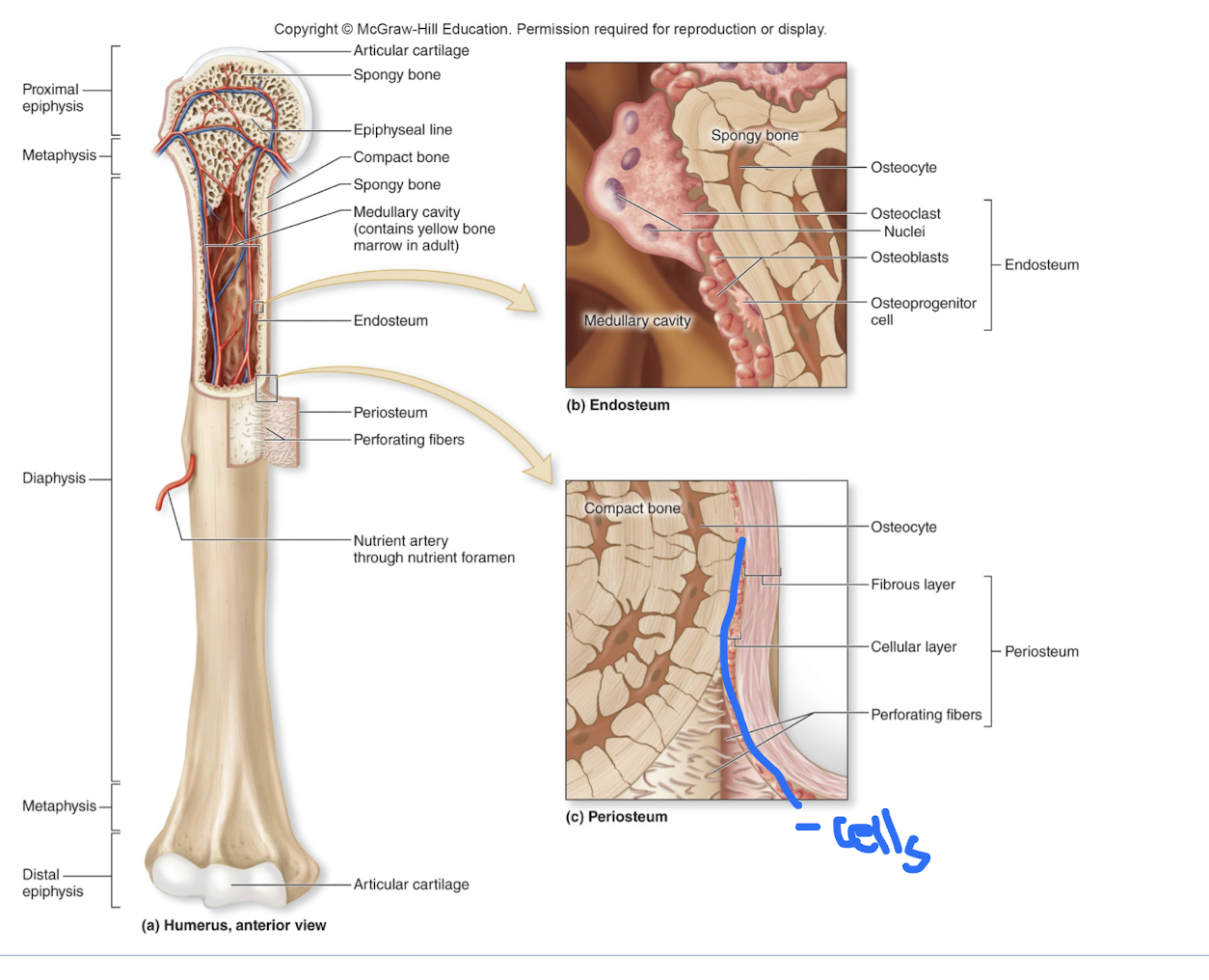<p>Endosteum</p>