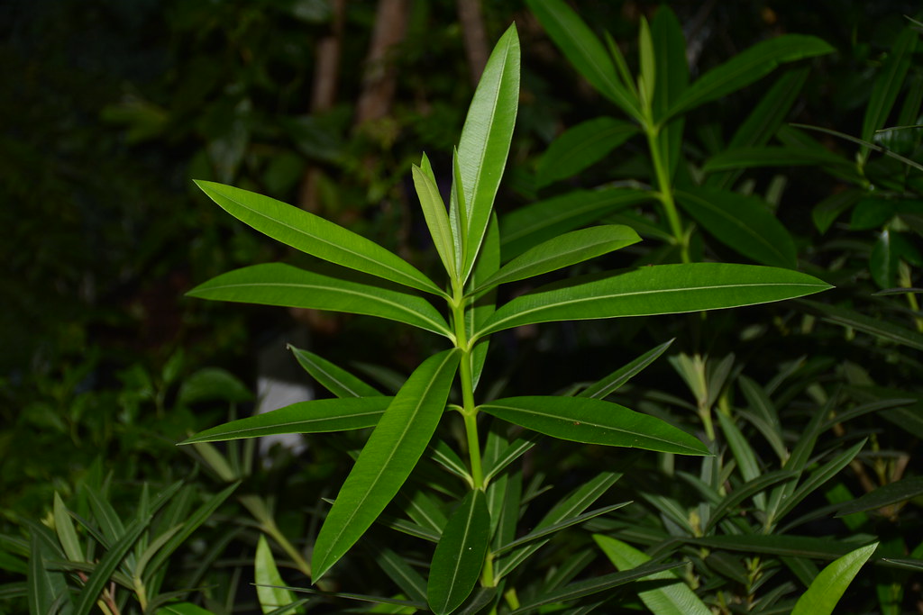 <p>whorled phyllotaxy; adelfa</p>