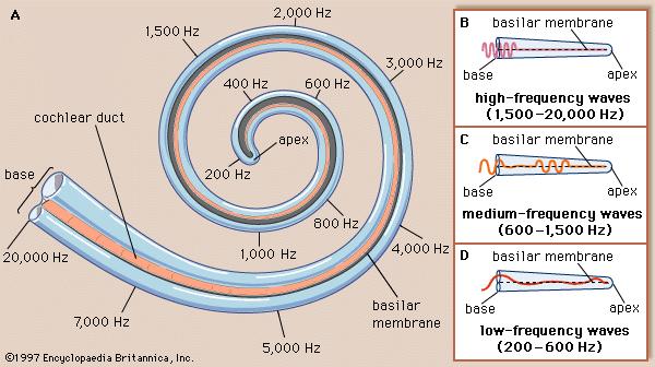 <p>cochlear canal</p>