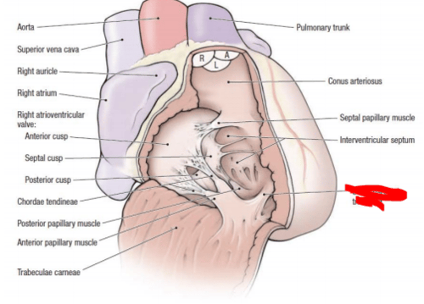 <p>muscular bundle in the right ventricle connecting the interventricular septum to the anterior papillary muscle</p>