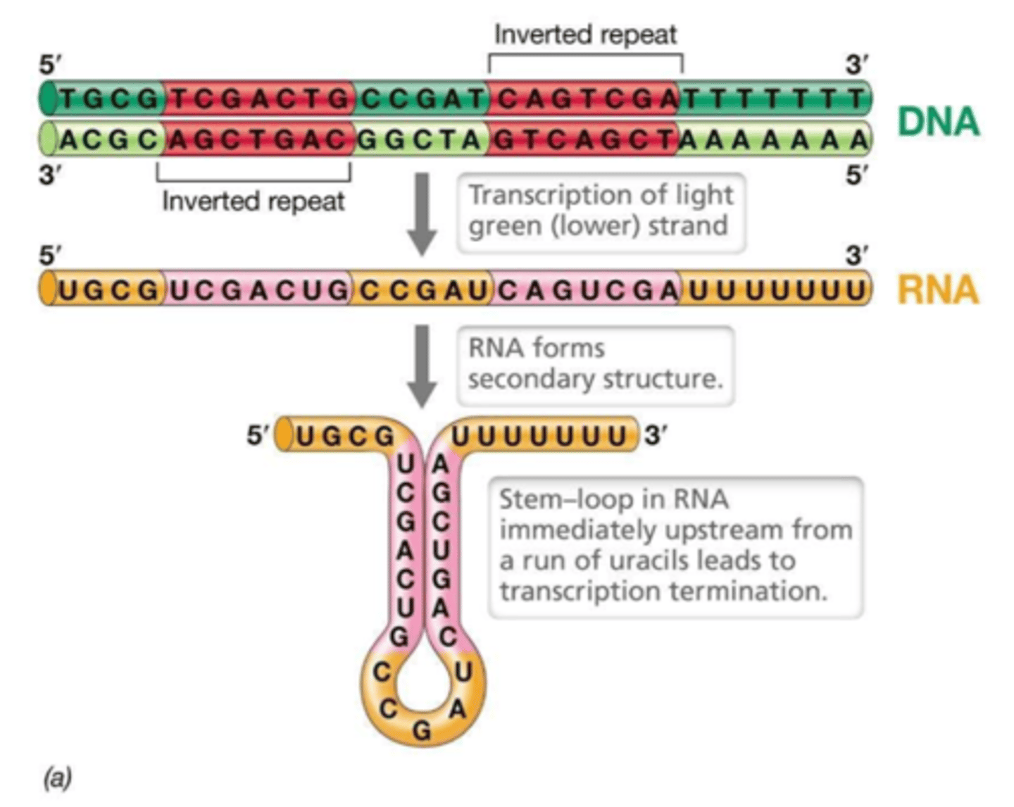 <p>The process where RNA polymerase reaches a specific sequence, detaches from the DNA, and disassembles.</p>