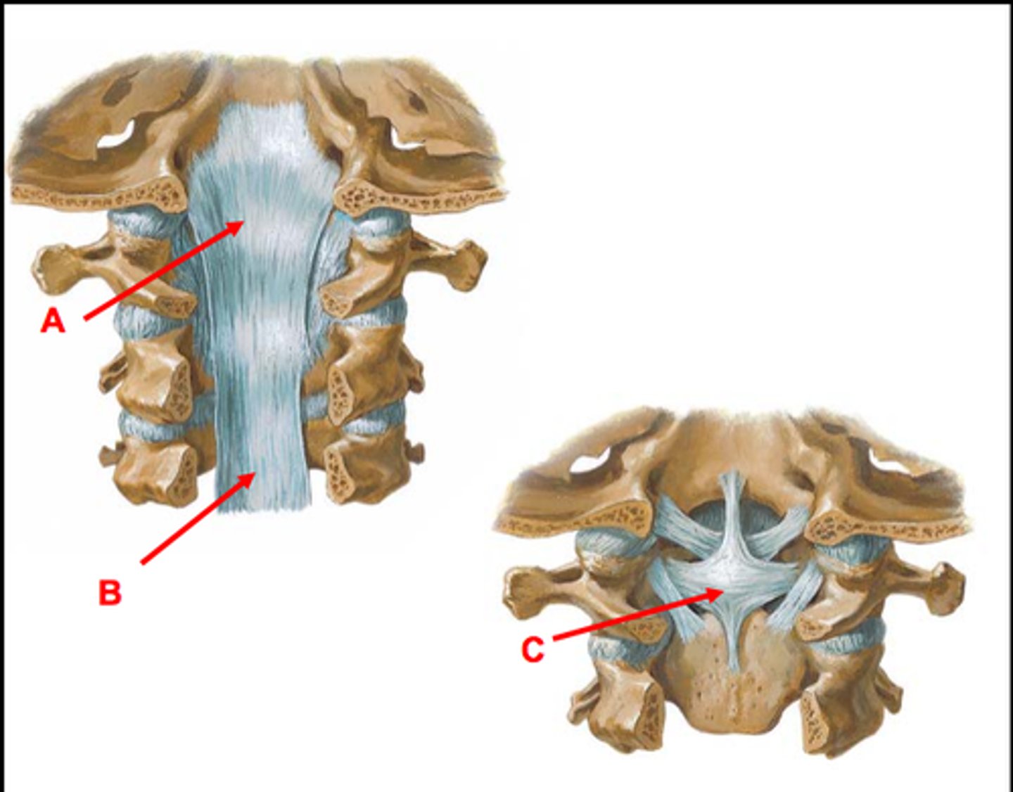 <p>continuation of PLL, anchors to anterior rim of foramen magnum (A on image)</p>