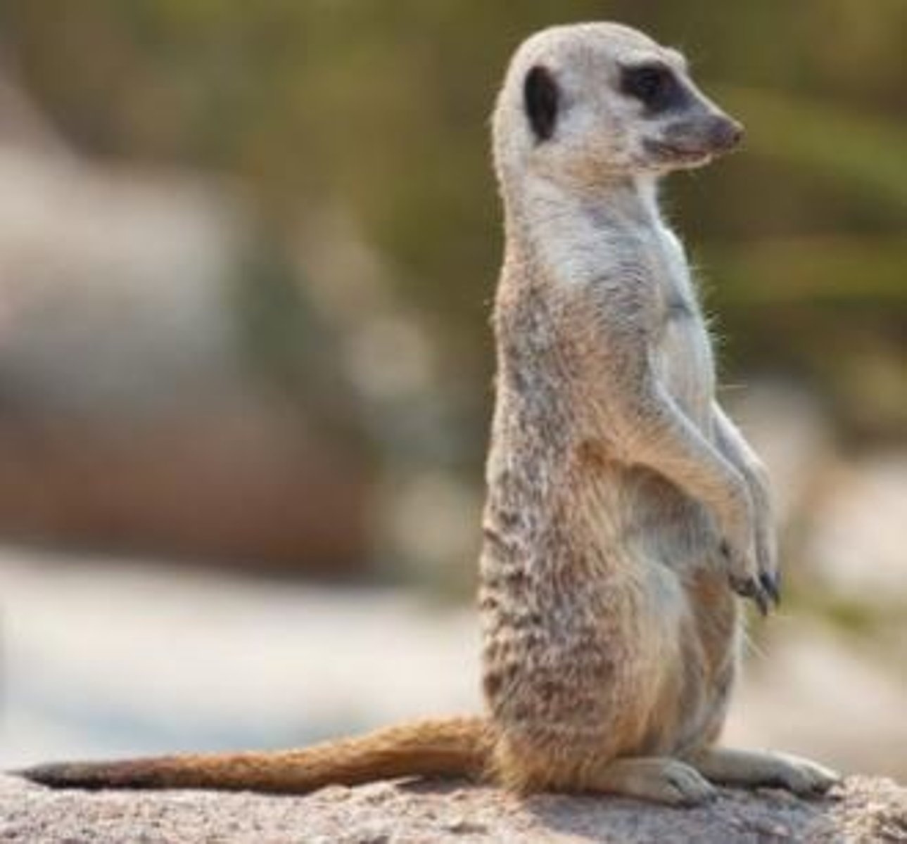 <p>What animal is this?</p>