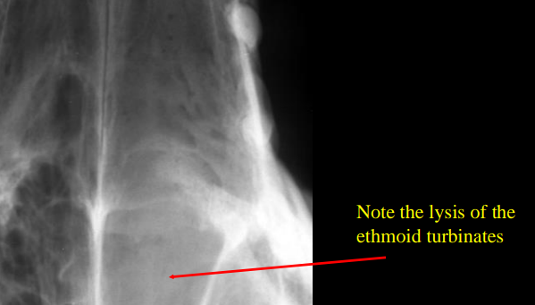 <ul><li><p><strong>Cause:</strong></p><ul><li><p><strong>Neoplastic</strong></p><ul><li><p><strong>Old</strong>, Lg <strong>dolichocephalic</strong> dogs (long)</p></li><li><p><strong><u>Adenocarcinoma</u></strong></p></li></ul></li><li><p><strong>Fungal rhinitis</strong></p><ul><li><p>Lg dogs</p></li><li><p><strong>Aspergillus + blastomycosis</strong></p></li></ul></li></ul></li><li><p><strong>CS:</strong></p><ul><li><p><strong>Mucopurulent</strong> to <strong>bloody discharge</strong></p></li><li><p><strong>Neoplastic: </strong>Uni to bilateral discharge, facial deformity’s, external masses</p></li><li><p><strong>Fungal: </strong>Uni discharge, facial/external deformities are RARE</p></li></ul></li><li><p><strong>Views:</strong></p><ul><li><p>Open mouth VD, lateral, skyline frontal sinus</p><ul><li><p><strong><u>X-rays insensitive </u></strong>for nasal dx</p></li><li><p>CT prefered</p></li></ul></li></ul></li><li><p><strong>RS:</strong></p><ul><li><p>Increased nasal passage opacity, turbinate destruction, <strong>bone lysis</strong></p></li></ul></li></ul><p></p>