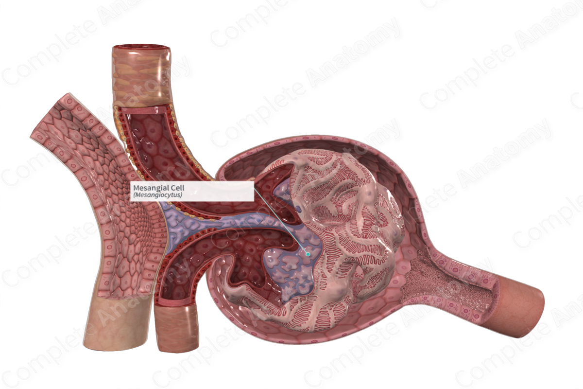 <p><strong>Which of the following statements about mesangial cells within the glomerulus is accurate? Select all that apply. </strong></p><p><strong>Mesangial cells____</strong></p><p>A)  cover the entire amount of endothelial cells contained within the capillaries.</p><p>B) have phagocytic properties that remove macromolecular materials.</p><p>C) exhibit vasodilator properties to assist with increase in blood flow in times</p><p>of stress.</p><p>D) enlarge (hyperplasia) in response to glomerular diseases.</p><p>E) are coiled and drain Bowman capsule. </p>