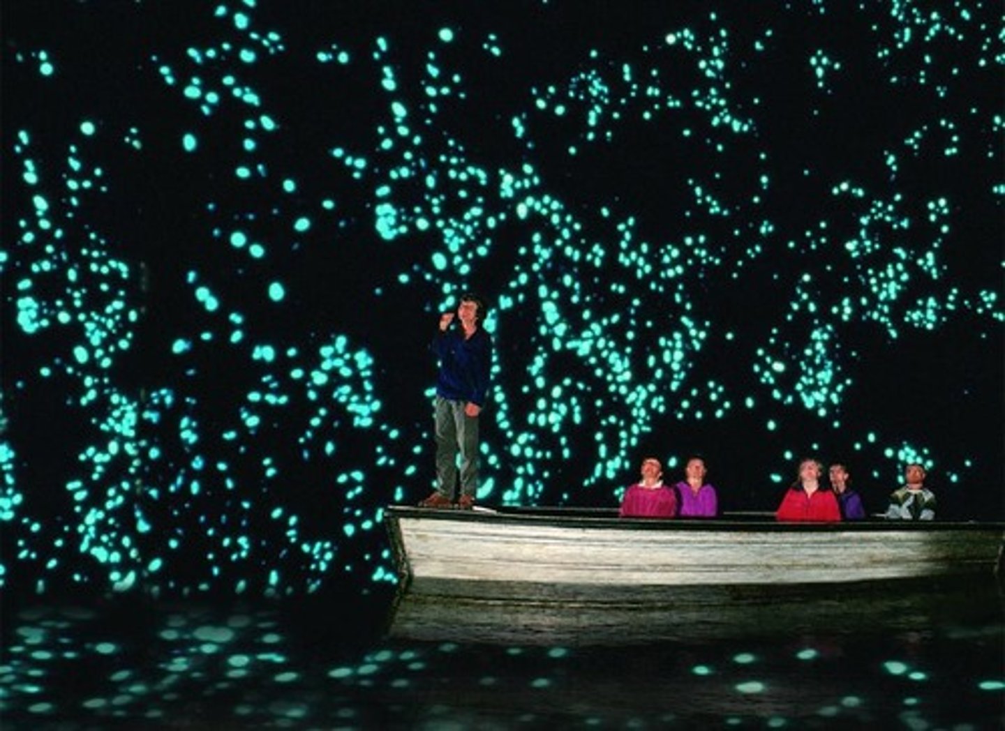 <p>Fungus gnats (glowworms)</p>