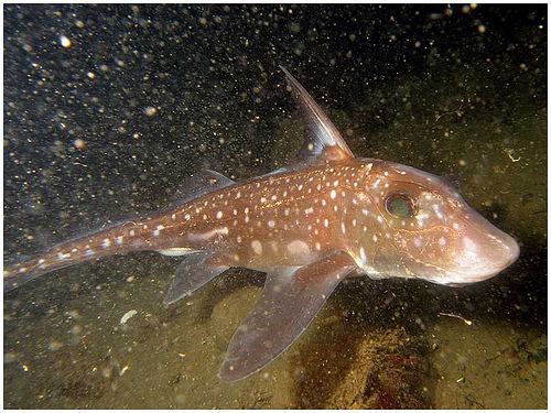 <ul><li><p>Ratfishes </p></li><li><p>Upper jaw fused to cranium</p></li><li><p>Teeth reduced to grinding tooth plates (durophagous habits)</p></li><li><p>Extended, fleshy operculum covering 4 gill slits</p></li><li><p>Spiracle absent in adults</p></li><li><p>Mostly absent placoid scales</p></li></ul><p></p>