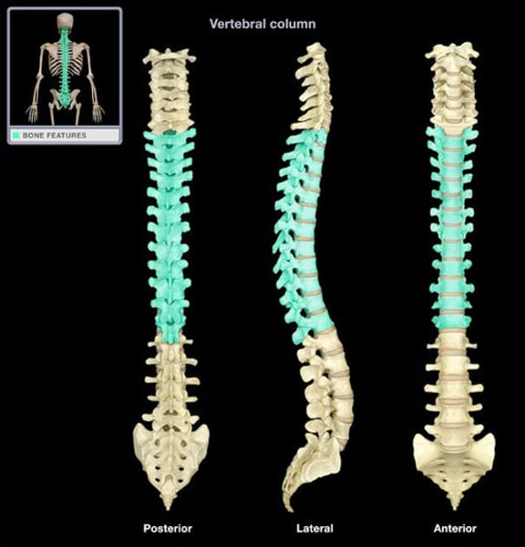 <p>second set of 12 vertebrae; they articulate with the 12 pairs of ribs to form the outward curve of the spine</p>