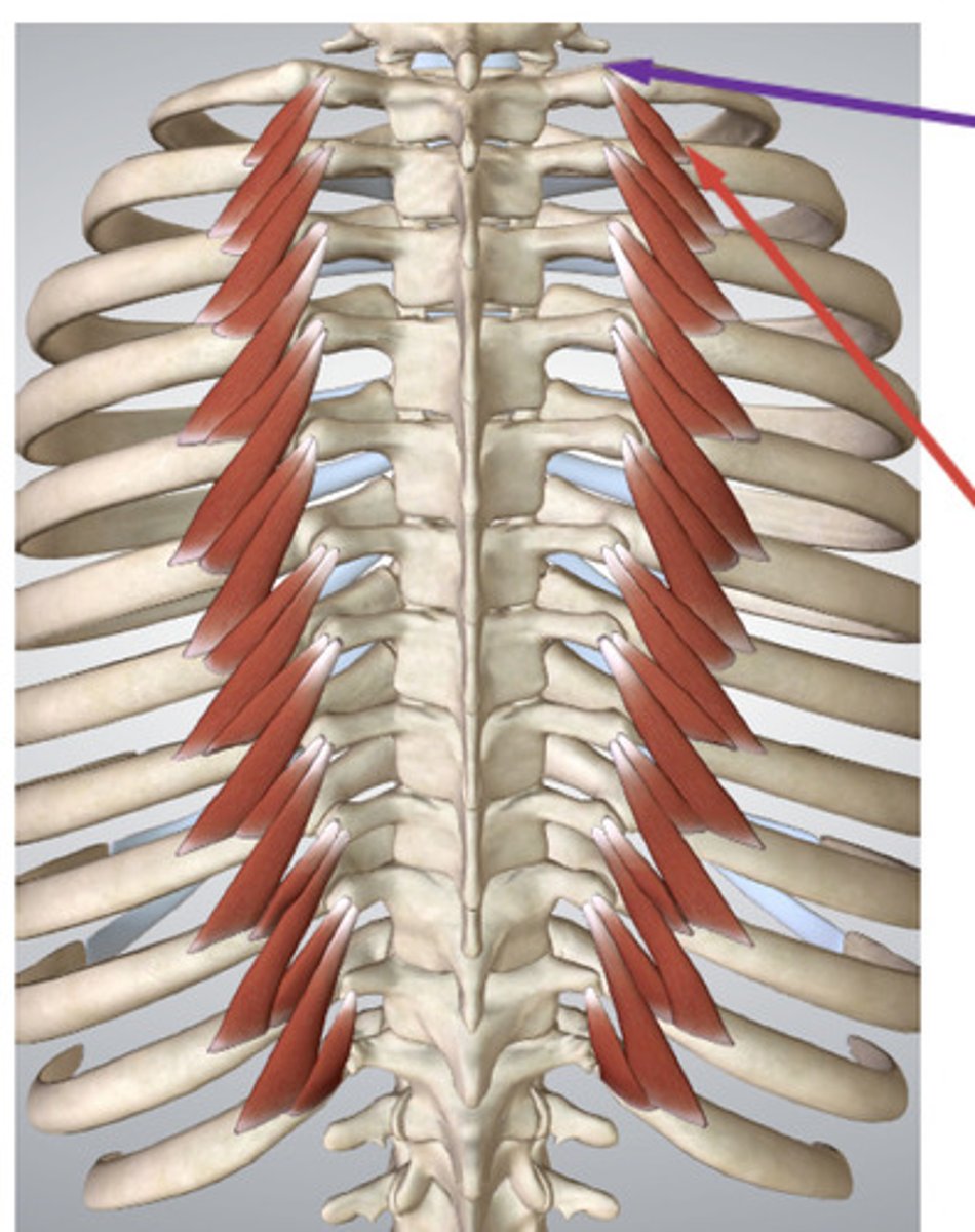 <p>(soo-pruh-KOS-tal) above or outside the ribs. (ខាងលើឆ្អឹងជំនីរ)</p>