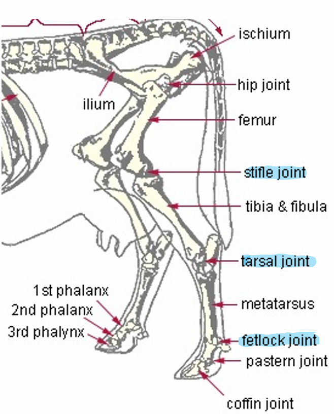 <ul><li><p>Between tibia and metatarsal bone(s)</p></li></ul><p></p>