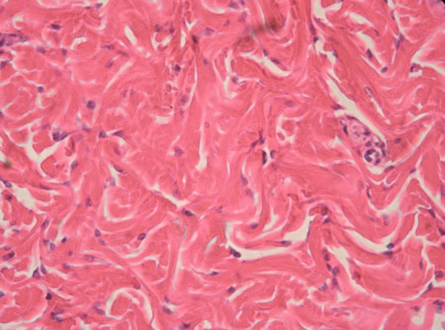 <p>dermis of the skin; submucosa of digestive tract; fibrous capsules of organs and of joints</p>