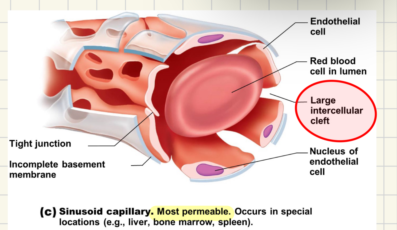 <ul><li><p><strong><mark data-color="yellow">MOST PERMEABLE</mark></strong></p></li><li><p>wide, leaky, in some organs</p><ul><li><p>liver, bone marrow, spleen</p></li></ul></li><li><p>large diameter and twisted</p></li><li><p>some fenestration, <strong>WIDE</strong> intercellular clefts allow permeability</p></li></ul>