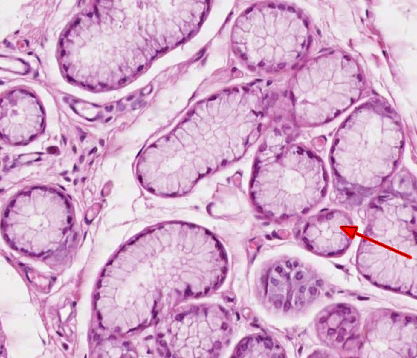 <p>Composed of cells specialized to produce and secrete substances into ducts or into body fluids</p>