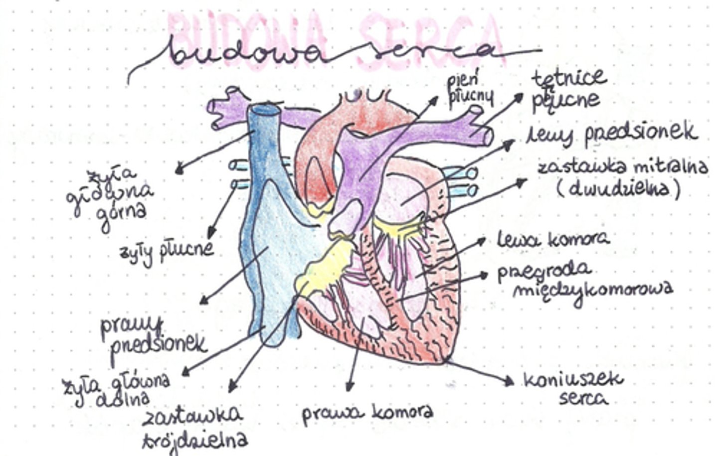 <p>Po prawej stronie:</p><p>żyła główna, prawy przedsionek, zastawka trójdzielna, prawa komora, po lewej stronie:</p><p>pień płucny, żyły płucne, lewy przedsionek, zastawka dwudzielna, lewa komora</p><p>Po środku:</p><p>Przedsionek między komórkowy</p>