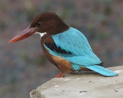 (n) a legendary bird identified with the kingfisher; (adj) of or relating to the halcyon; calm, peaceful; happy, golden; prosperous, affluent