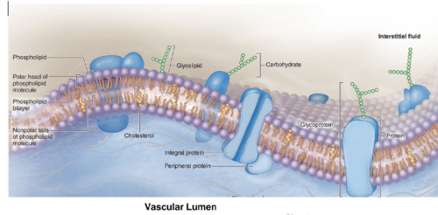 <p>What role do glycolipids play in the plasma membrane?</p>