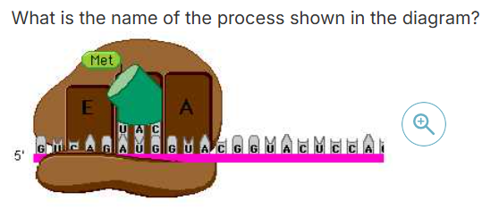 <p>What is the name of the process shown in the </p><p>diagram?</p>