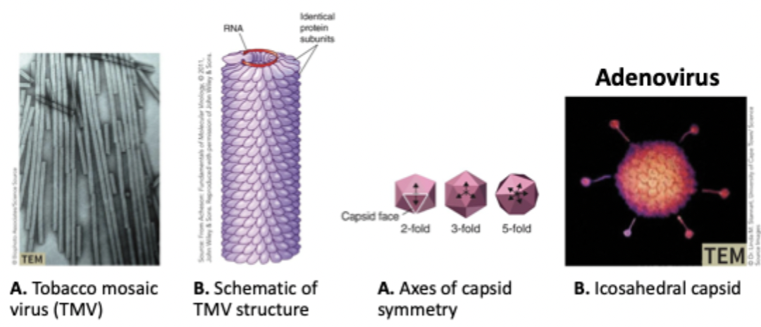<p>Can be helical, icosahedral (20 faced polygon), irregular, or complex</p>