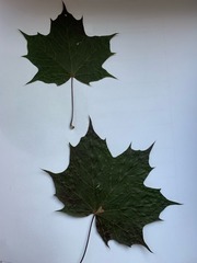 Acer rubrum