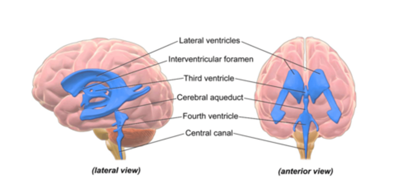 <p>- Between pons and cerebellum</p><p>- Narrows to foramen of Magendie (central spinal canal)</p>