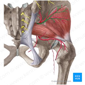 part of lumbosacral plexus