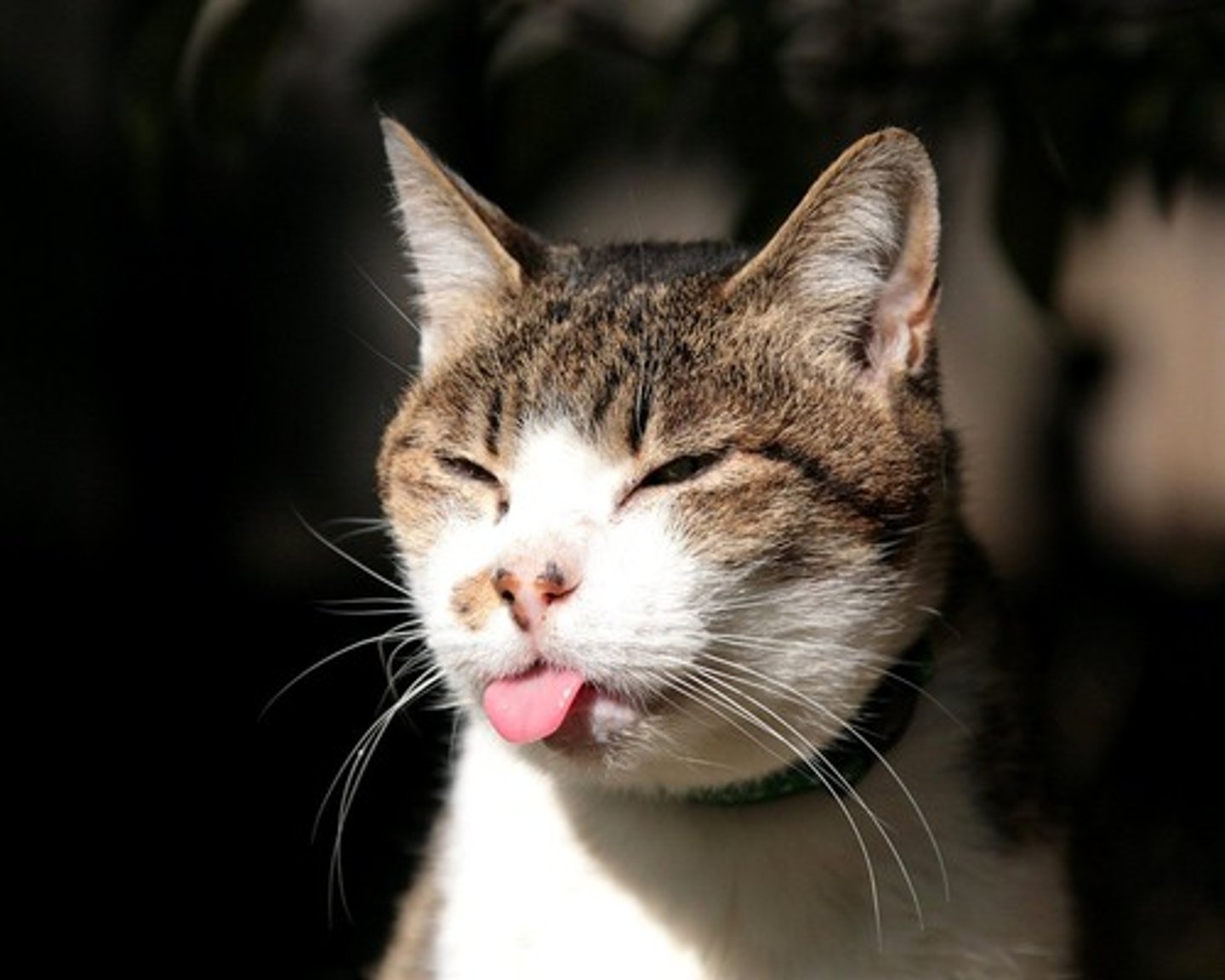 <p>cat</p>