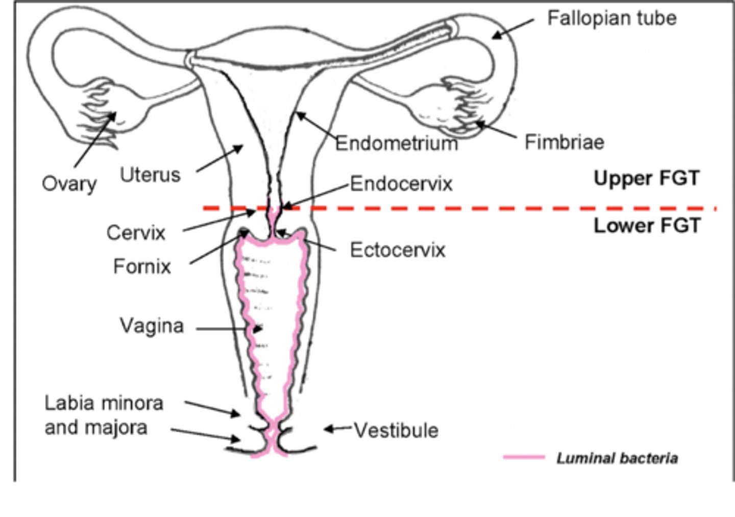 <p>- Vagina</p><p>- Cervix</p>