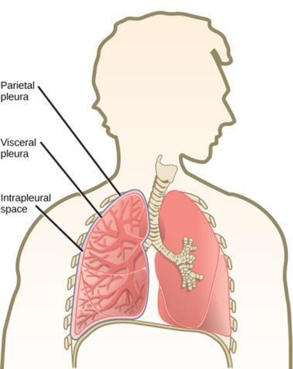 <p>pleura</p>