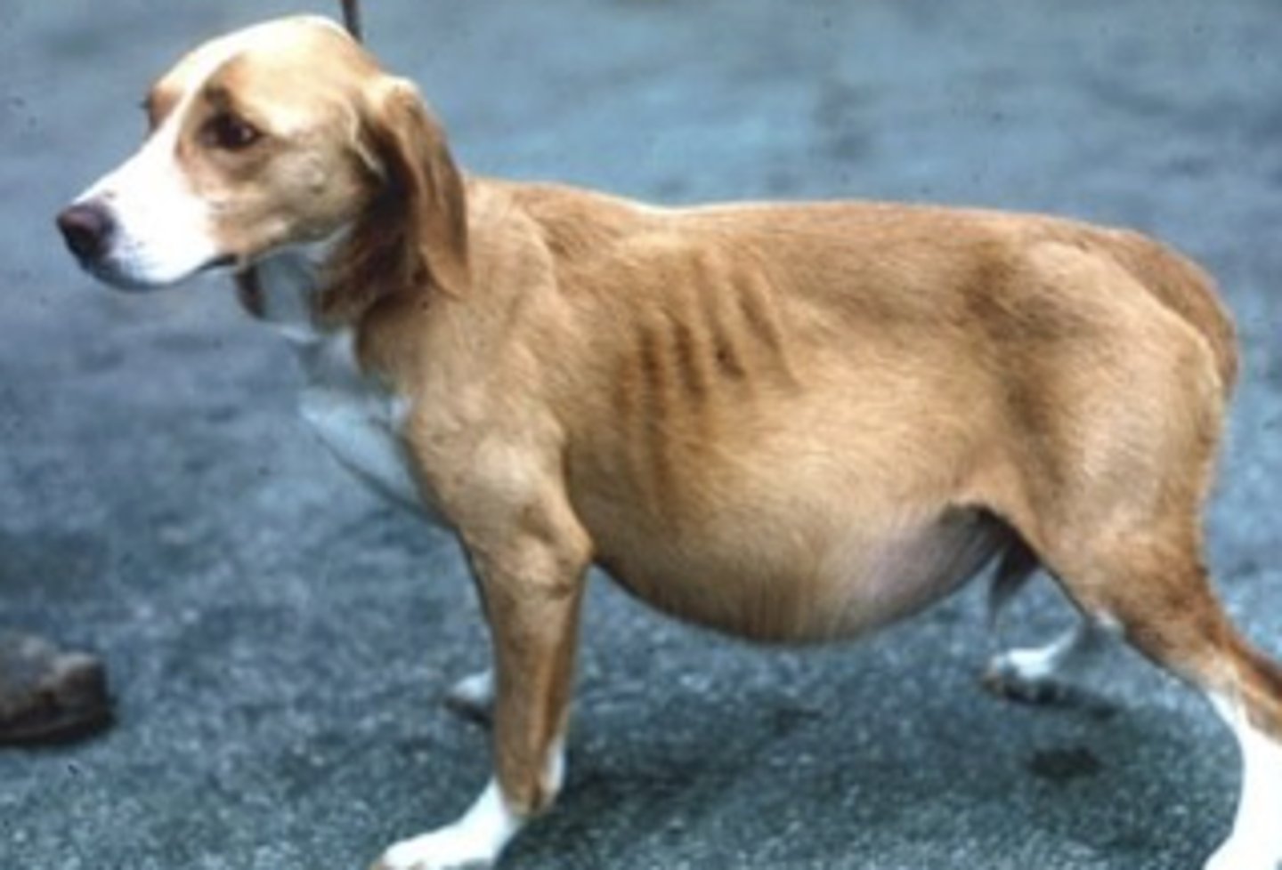 <p>what causes ascites in adult large breed dogs such as shown in the image?</p>