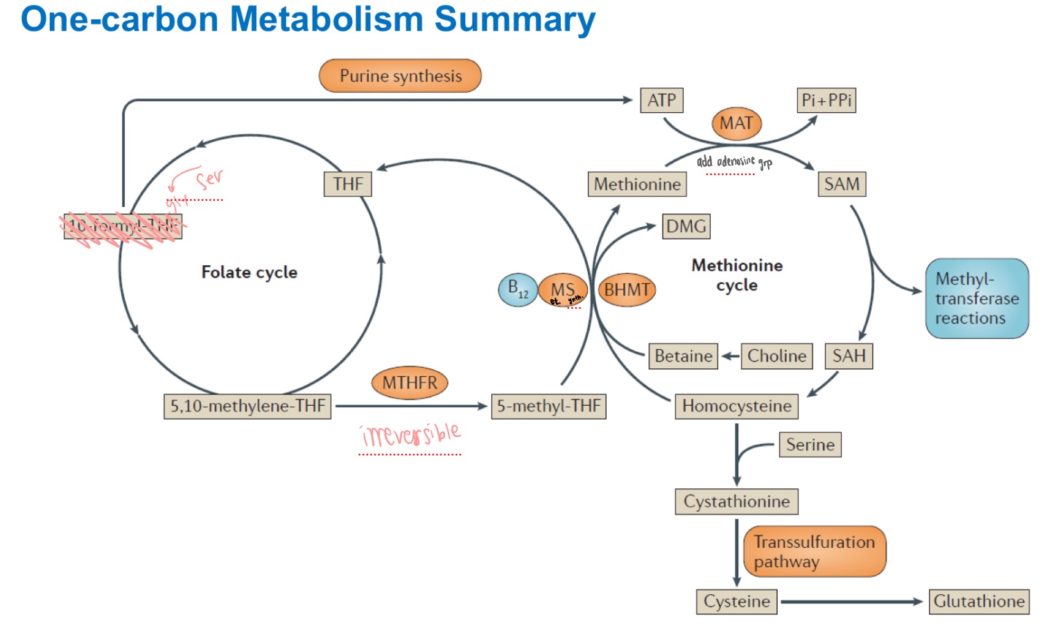 <p>_ and _ cycle summary</p>