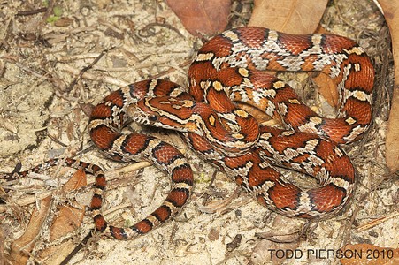 <p>arboreal, dryer habitats; all of GA; wide belly scales; red blotchy spots outlined in black; black and white checker belly; eat bird eggs and nestlings</p>