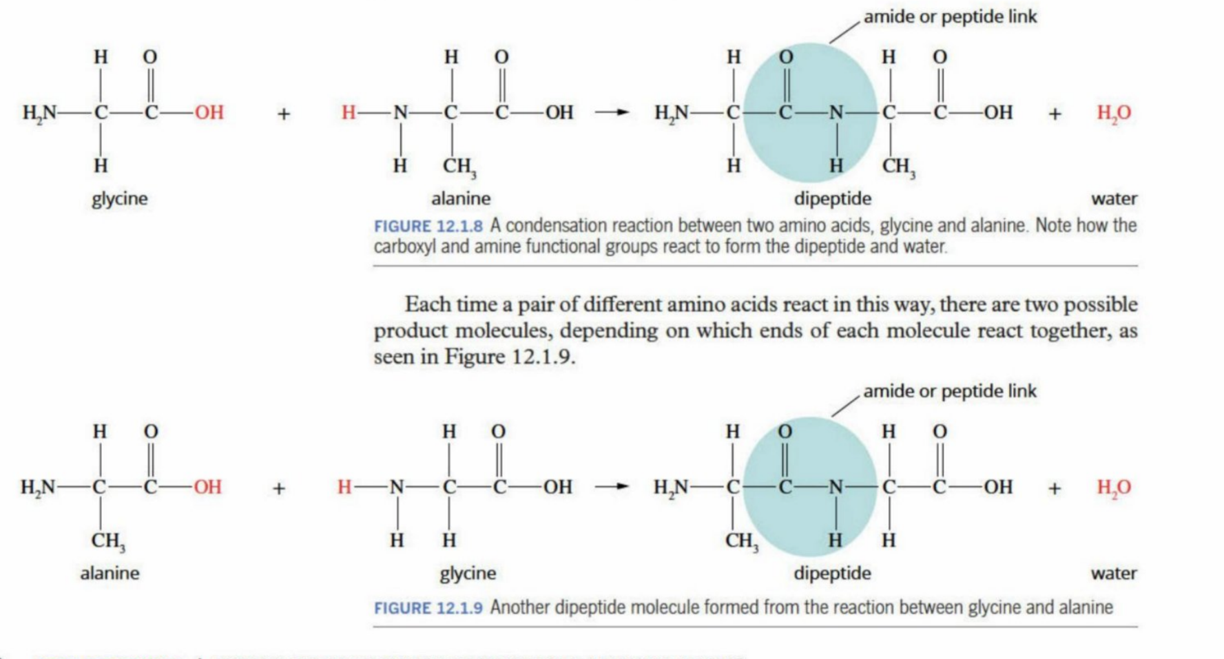 <p>The direction and the functional groups that interact dictate the product molecule made - can be different —→</p>