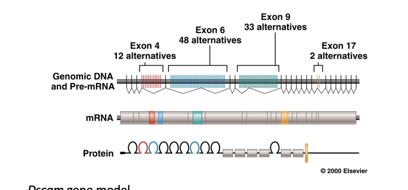<p>found in drosophila which produces a protein that guides the growth of axons</p><p>contains 4 exons that are highly variable with alternative forms that can be combined into over 38,000 unique polypeptides (isoforms)</p><p>these polypeptides guide the connections that develop among axons</p><p>cells express unique combinations of isoforms</p><p>each individual isoform will bind only to the same isoform enabling specific connections</p>