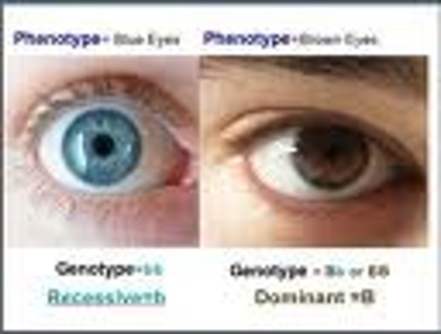 <p>physical expression of a trait</p><p>ex</p><p>-red hair</p><p>-brown eyes</p>