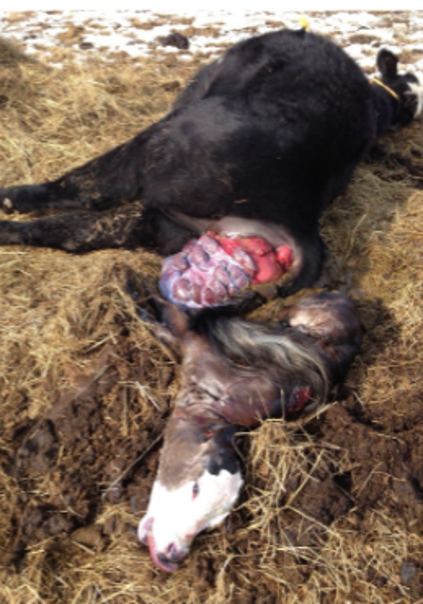 <p>What is this emergency?</p>