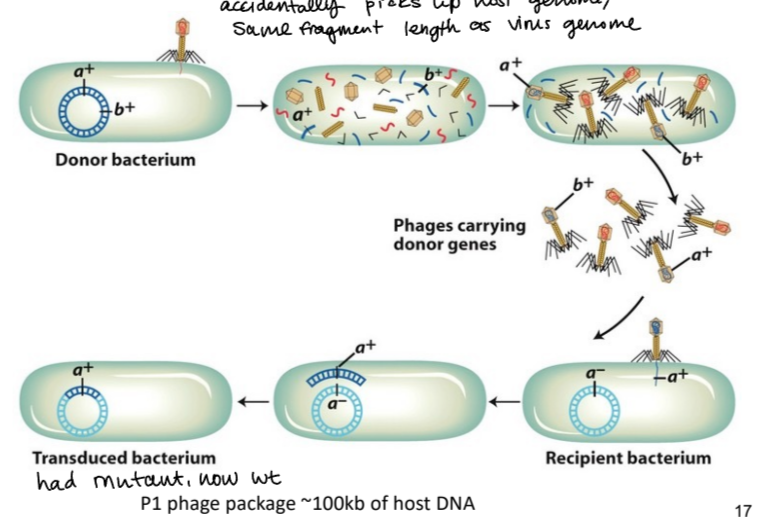<p>a phage picks up host genome on accident (same fragment length as viral genome) and transduces it to another host. . . can transfer wt allele and rescue mutant allele in host cell</p>