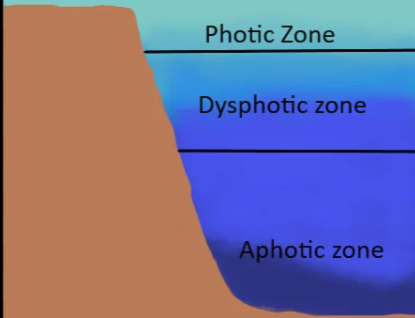 <p>Is the upper layer of aquatic systems, classified by where the sunlight can penetrate.</p>