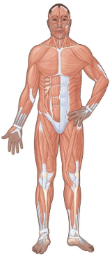 <p>Consists of:</p><ul><li><p>Skeletal muscle</p></li><li><p>Smooth muscle</p></li><li><p>Cardiac muscle</p><p></p></li></ul><p>Key Functions</p><ul><li><p>Movement</p></li><li><p>Posture</p></li><li><p>Heat production</p></li></ul><p></p>