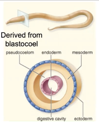 \
* “false body cavity” b/c it is lined by one side only by mesoderm 
* Blastocoelom (AKA pseudocoelom) = Fluid-filled space derived from blastula/blastocoel 