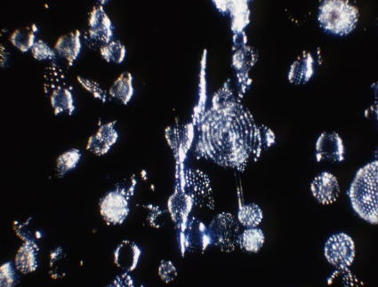 <p>Phylum Radiolaria</p>