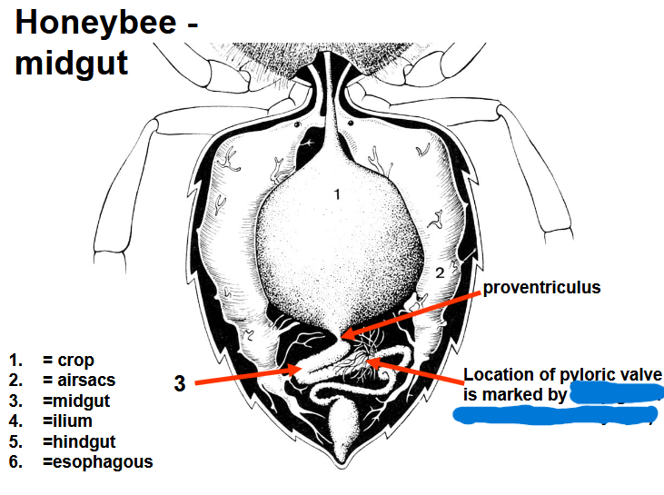 <p>What marks the location of the pyloric valve in a honeybee?</p>