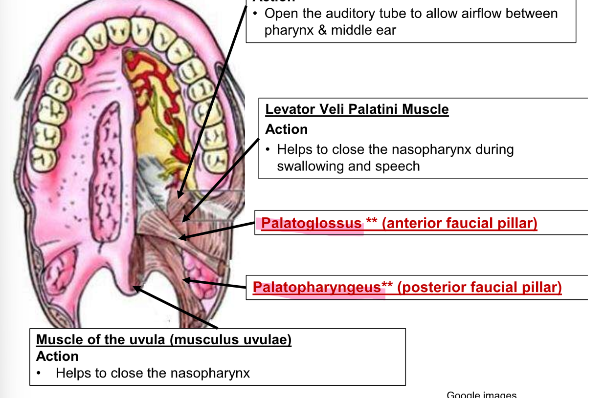 <p>Palatoglossus and palatopharyngeal </p>