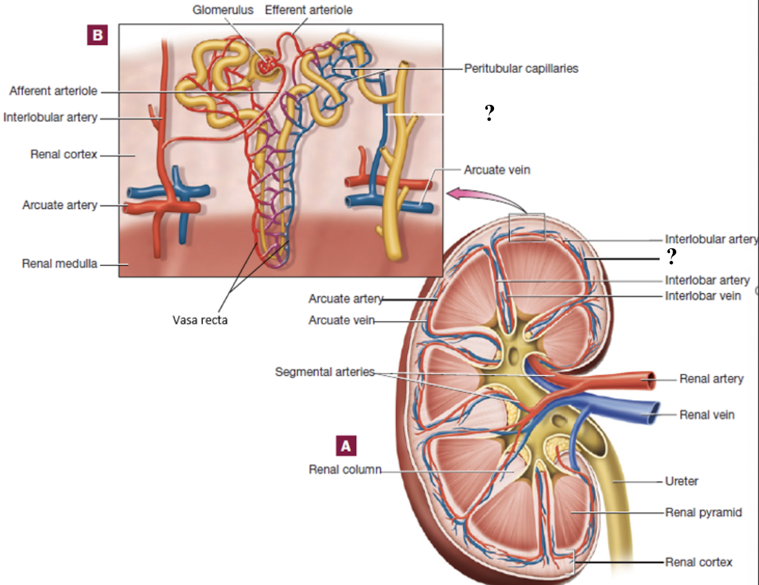 <p>drain blood from the peritubular capillaries and vasa recta in the cortex </p>