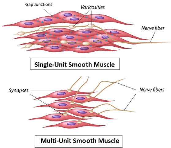 <ul><li><p><strong><mark data-color="red" style="background-color: red; color: inherit">No Sarcomeres</mark></strong><mark data-color="red" style="background-color: red; color: inherit">: </mark><strong>Actin/myosin</strong> arranged in <strong>lattice</strong> (attached to <strong>dense bodies</strong>).</p></li><li><p><strong><mark data-color="red" style="background-color: red; color: inherit">Caveolae</mark></strong><mark data-color="red" style="background-color: red; color: inherit">: </mark>Membrane invaginations (<strong>store Ca²⁺, similar to T-tubules</strong>).</p></li><li><p><strong><mark data-color="red" style="background-color: red; color: inherit">Gap Junctions</mark></strong><mark data-color="red" style="background-color: red; color: inherit">:</mark> Allow <strong>electrical coupling</strong> in <strong>unitary smooth muscle</strong> (e.g., gut).</p></li><li><p><strong><mark data-color="red" style="background-color: red; color: inherit">Unitary (Single-Unit) Smooth Muscle</mark></strong><mark data-color="red" style="background-color: red; color: inherit">:</mark></p><ul><li><p><strong>Structure</strong>: Sheets of fibers connected by <strong>gap junctions</strong> (<mark data-color="red" style="background-color: red; color: inherit">electrical syncytium</mark>)</p></li><li><p><strong>Control</strong>: <mark data-color="red" style="background-color: red; color: inherit">Self-excitatory</mark> (<strong>pacemaker cells</strong>), <mark data-color="red" style="background-color: red; color: inherit">hormones, stretch, or neurotransmitters</mark></p></li><li><p>Example:<strong> Gut, uterus, blood vessels </strong>(visceral organs)</p></li></ul></li><li><p><strong><mark data-color="red" style="background-color: red; color: inherit">Multi-Unit Smooth Muscle</mark></strong><mark data-color="red" style="background-color: red; color: inherit">:</mark></p><ul><li><p><strong>Structure</strong>: Discrete, independent fibers (<mark data-color="red" style="background-color: red; color: inherit">no gap junctions</mark>)</p></li><li><p><strong>Control</strong>: Primarily by <strong><mark data-color="red" style="background-color: red; color: inherit">autonomic nerves</mark></strong> (e.g., iris muscles, piloerector muscles)</p></li><li><p>Example:<strong> Adjusts pupil size or causes hair erection</strong></p></li></ul></li></ul><p></p>