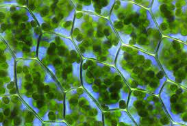 Pigment that absorbs light energy found in chloroplasts
