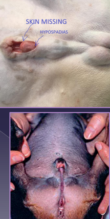 <p><span>Penile Disorders</span></p>