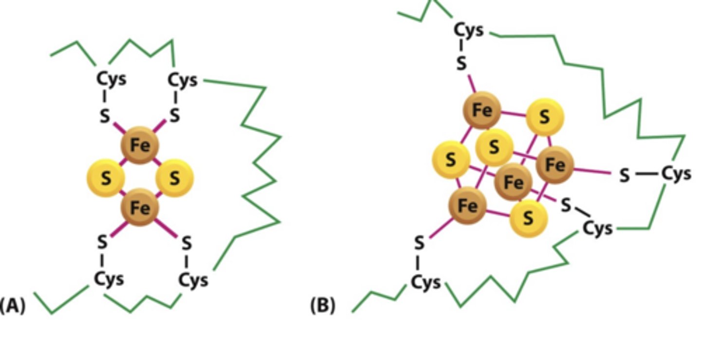 <p>complex of 2-4 iron atoms + sulfur atoms held in position by cysteine side chains</p><p>each can carry one e- at a time</p><p>transfer electrons efficiently between redox-active protein complexes (Complexes I, II, and III), powering ATP production</p>
