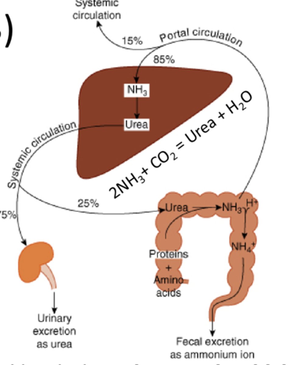 <p>b/c ammonia is a neurotoxin ==&gt; elevated levels of circulating ammonia (hyperammonemia) can result in serious consequences to CNS &amp; death </p><p>*liver is the only organ that has the urea cycle, so it's the only organ that can metabolize NH3 to urea for excretion</p>