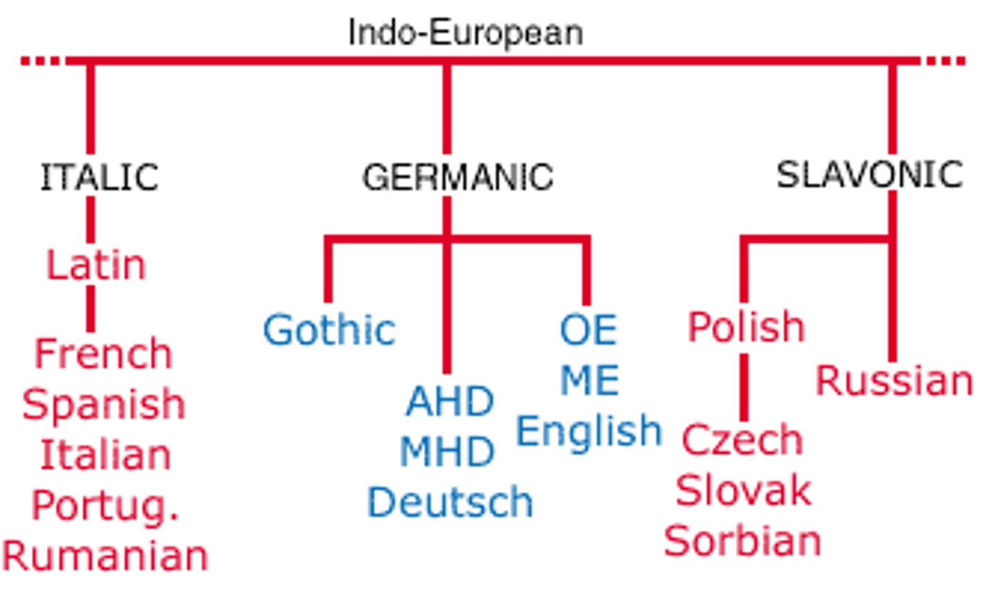 <p>A Collection of languages within a branch that share a common origin in the relatively recent past and display relatively few differences in grammar and vocabulary.<br>ex: Romance language group derived from Latin: Spanish, Italian, Romanian, Portuguese, and French</p>